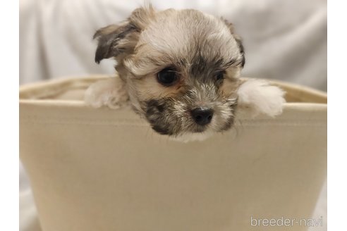 成約済の埼玉県のチワマル:チワワ×マルチーズ-313352の4枚目