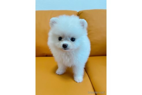 成約済の岡山県のポメラニアン-318647の1枚目