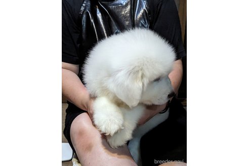 成約済の新潟県のグレートピレニーズ-309051の5枚目