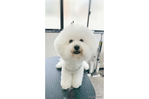 ののビションフリーゼ-