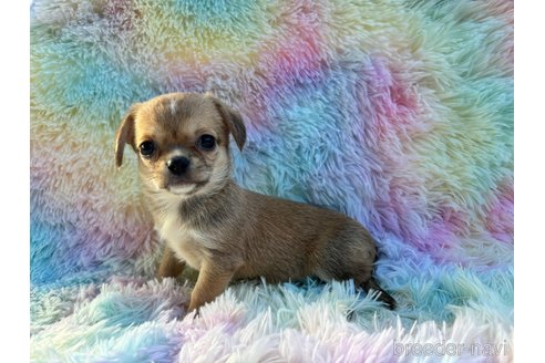 成約済の宮崎県のミックス犬-318655の4枚目
