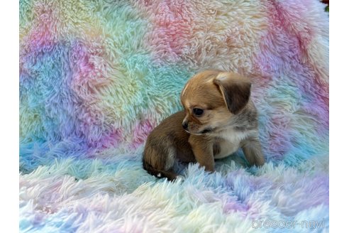 成約済の宮崎県のミックス犬-318655の5枚目