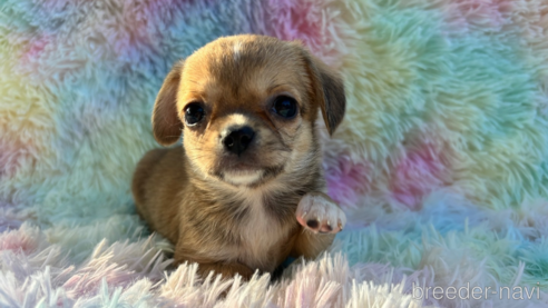 成約済の宮崎県のミックス犬-318655の1枚目