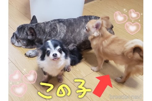 成約済の大阪府のチワワ(ロングコート)-279004の2枚目