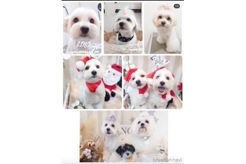 成約済の滋賀県のミックス犬-311398の4枚目