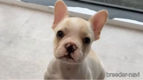成約済の福岡県のフレンチブルドッグ-314415の1枚目