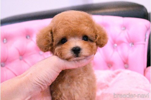 成約済の茨城県のティーカッププードル-318667の23枚目