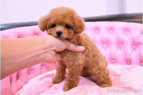成約済の茨城県のティーカッププードル-318667の19枚目