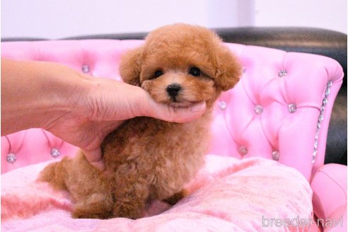 成約済の茨城県のティーカッププードル-318667の16枚目