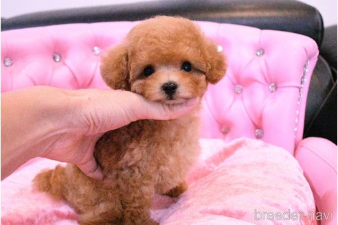 成約済の茨城県のティーカッププードル-318667の15枚目