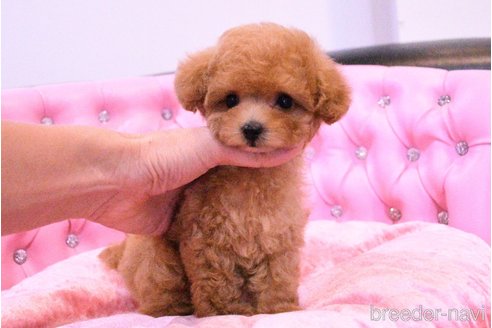 成約済の茨城県のティーカッププードル-318667の12枚目