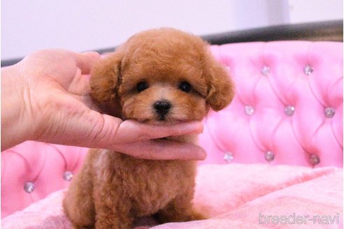 成約済の茨城県のティーカッププードル-318667の1枚目