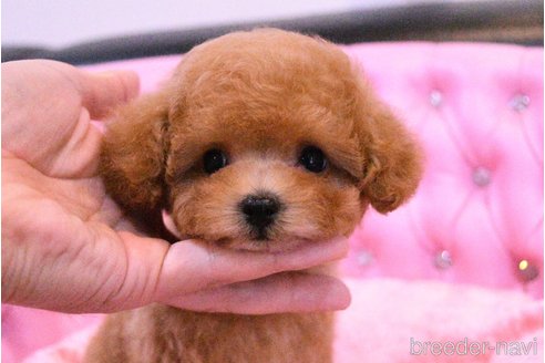 成約済の茨城県のティーカッププードル-318667の3枚目