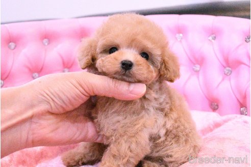 成約済の茨城県のティーカッププードル-318668の15枚目