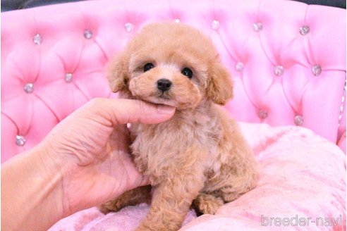 成約済の茨城県のティーカッププードル-318668の11枚目