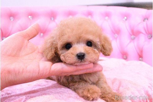 成約済の茨城県のティーカッププードル-318668の5枚目