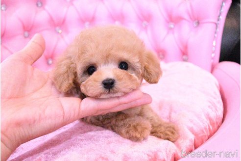 成約済の茨城県のティーカッププードル-318668の3枚目