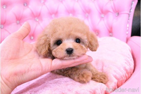 成約済の茨城県のティーカッププードル-318668の2枚目
