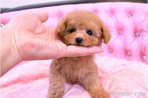成約済の茨城県のティーカッププードル-318669の11枚目