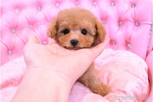 成約済の茨城県のティーカッププードル-318669の12枚目