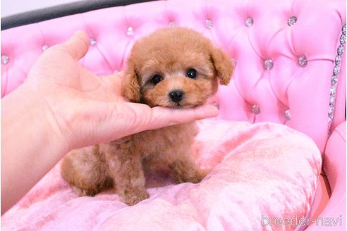 成約済の茨城県のティーカッププードル-318669の14枚目