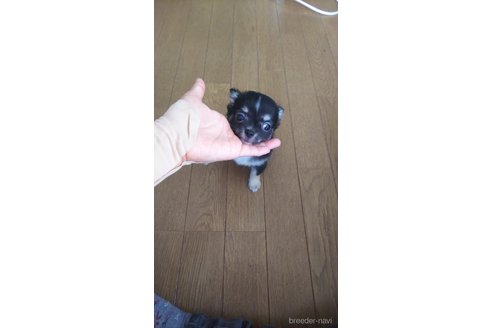 成約済の宮城県のチワワ(ロングコート)-318673の4枚目
