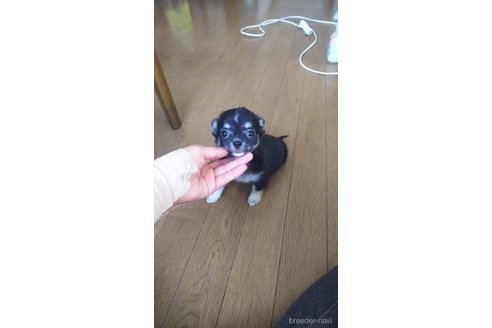 成約済の宮城県のチワワ(ロングコート)-318673の2枚目