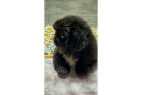 成約済の神奈川県のペキニーズ-318675の5枚目