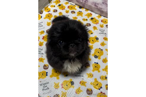 成約済の神奈川県のペキニーズ-318675の2枚目