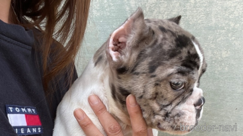 成約済の佐賀県のミックス犬-313912の12枚目
