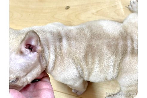 成約済の茨城県のエキゾチックブリー-315142の2枚目