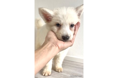 成約済の奈良県のホワイトシェパード-318684の10枚目