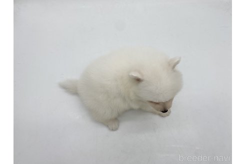 成約済の愛知県の日本スピッツ-317604の5枚目