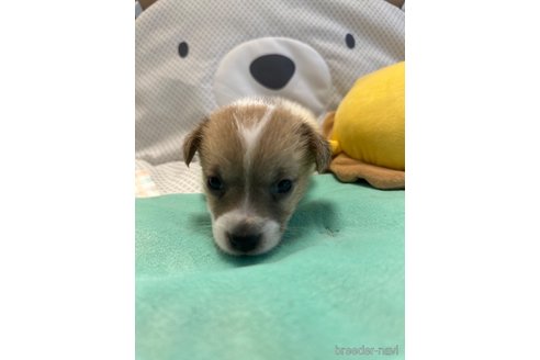 成約済の神奈川県のジャックラッセルテリア-317511の1枚目