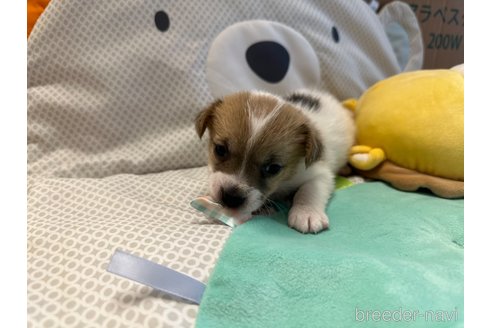 成約済の神奈川県のジャックラッセルテリア-317511の2枚目