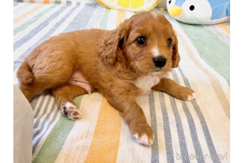 成約済の福岡県のミックス犬-313649の22枚目