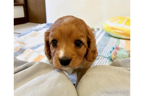 成約済の福岡県のミックス犬-313649の19枚目