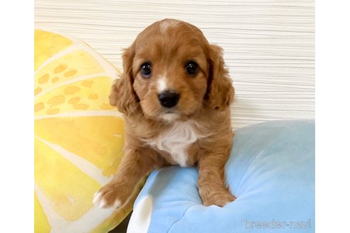 成約済の福岡県のミックス犬-313649の1枚目