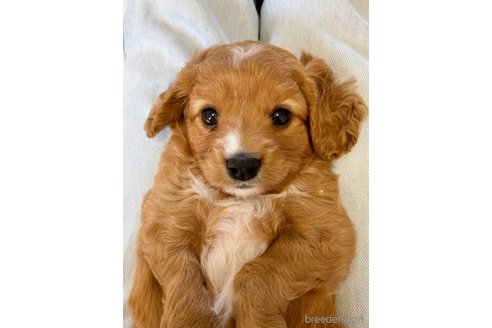 成約済の福岡県のミックス犬-313649の18枚目