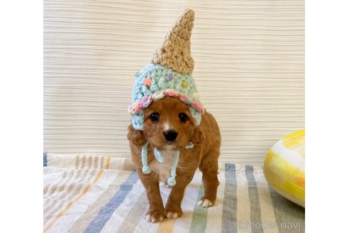 成約済の福岡県のミックス犬-313649の6枚目