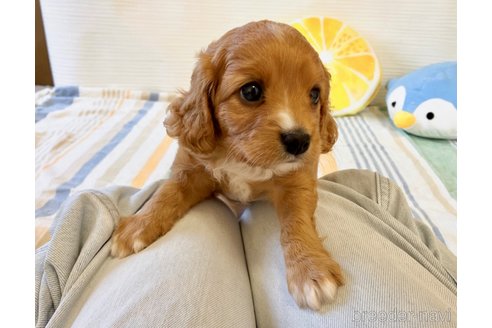 成約済の福岡県のミックス犬-313649の16枚目
