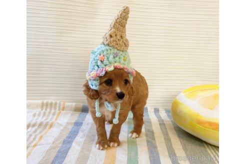 成約済の福岡県のミックス犬-313649の7枚目
