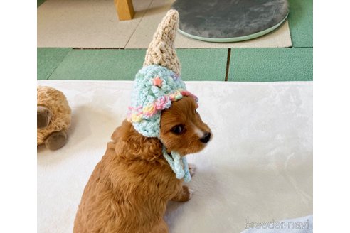 成約済の福岡県のミックス犬-313649の14枚目