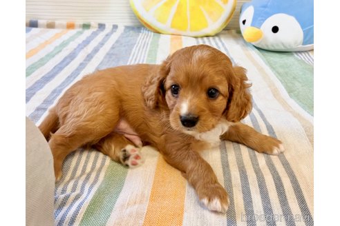 成約済の福岡県のミックス犬-313649の3枚目