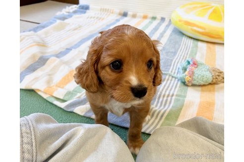 成約済の福岡県のミックス犬-313649の12枚目