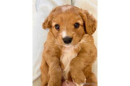成約済の福岡県のミックス犬-313649の5枚目