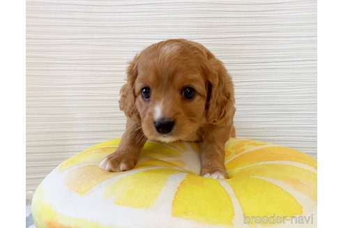 成約済の福岡県のミックス犬-313649の9枚目