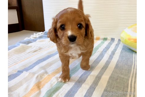 成約済の福岡県のミックス犬-313649の4枚目