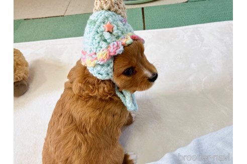 成約済の福岡県のミックス犬-313649の10枚目
