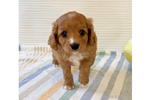 成約済の福岡県のミックス犬-313649の2枚目